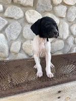 GSP PUPPY