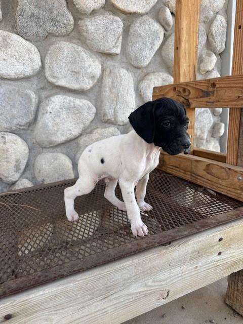 pup-b4.jpg