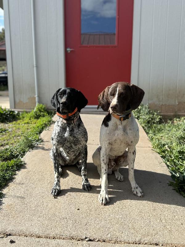 2 GSPS BOTH 3YRS OLD German Shorthaired Pointer