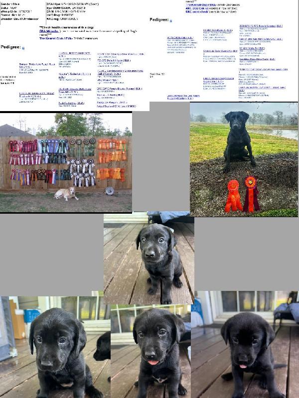 Labrador Retriever