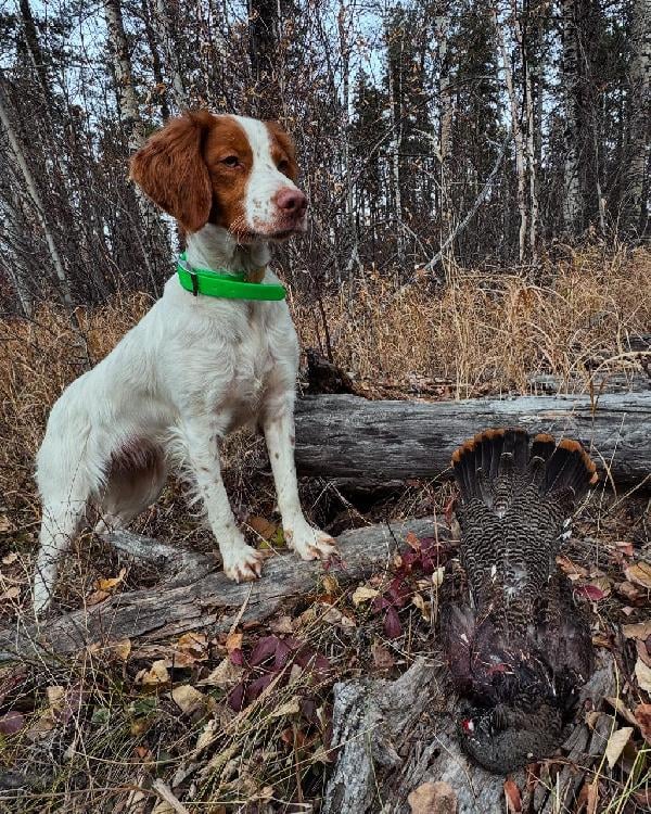 American Brittany