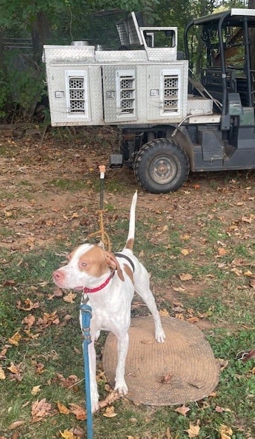 English Pointer