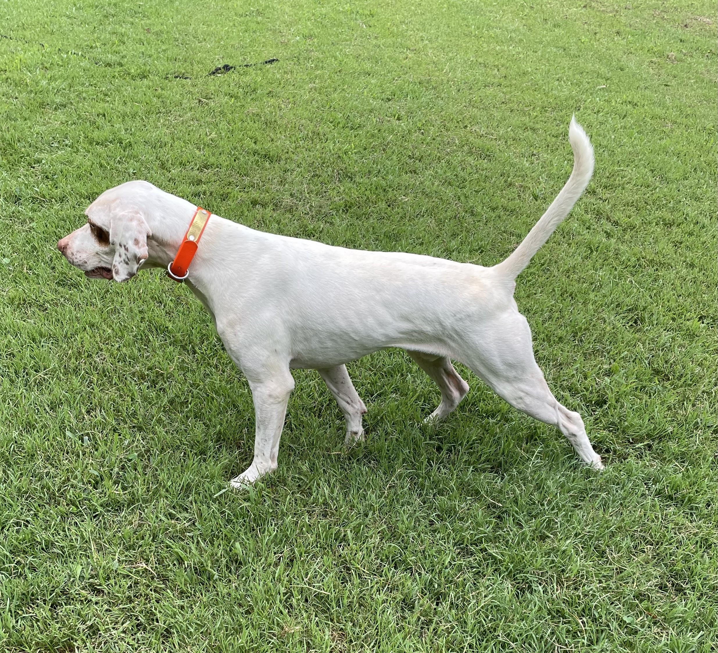 English Pointer