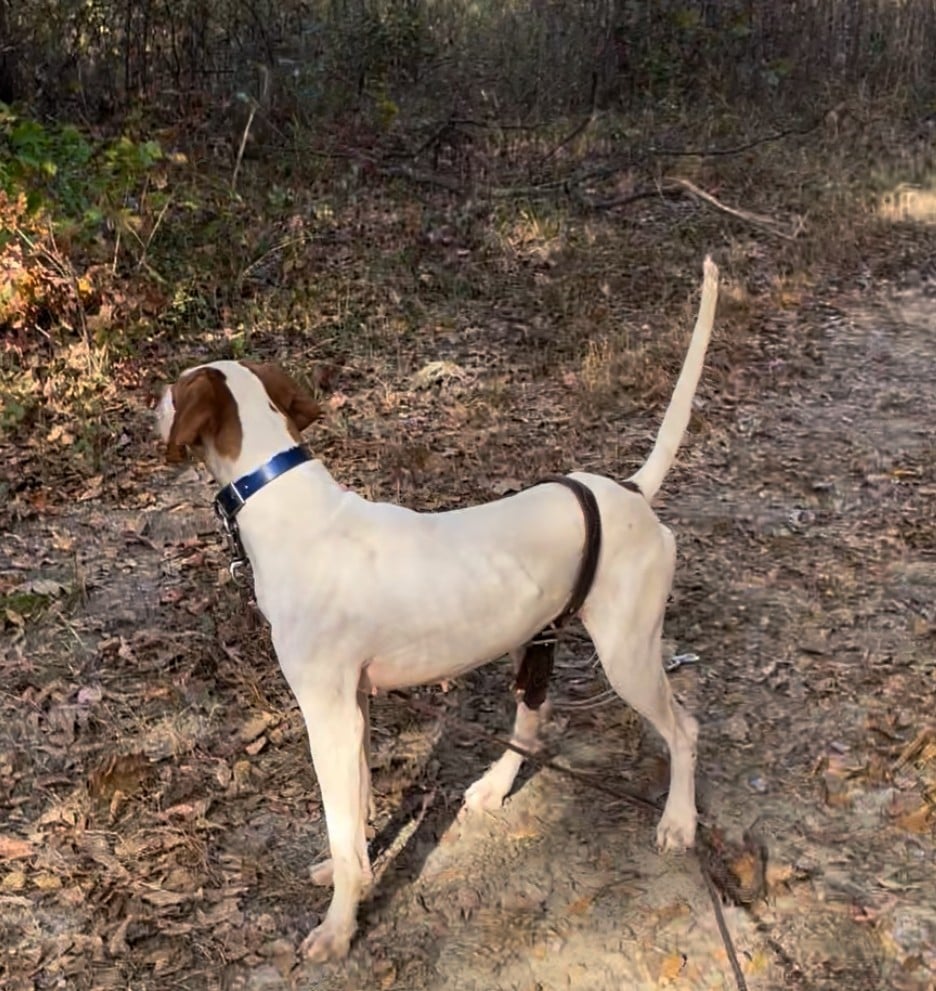 English Pointer