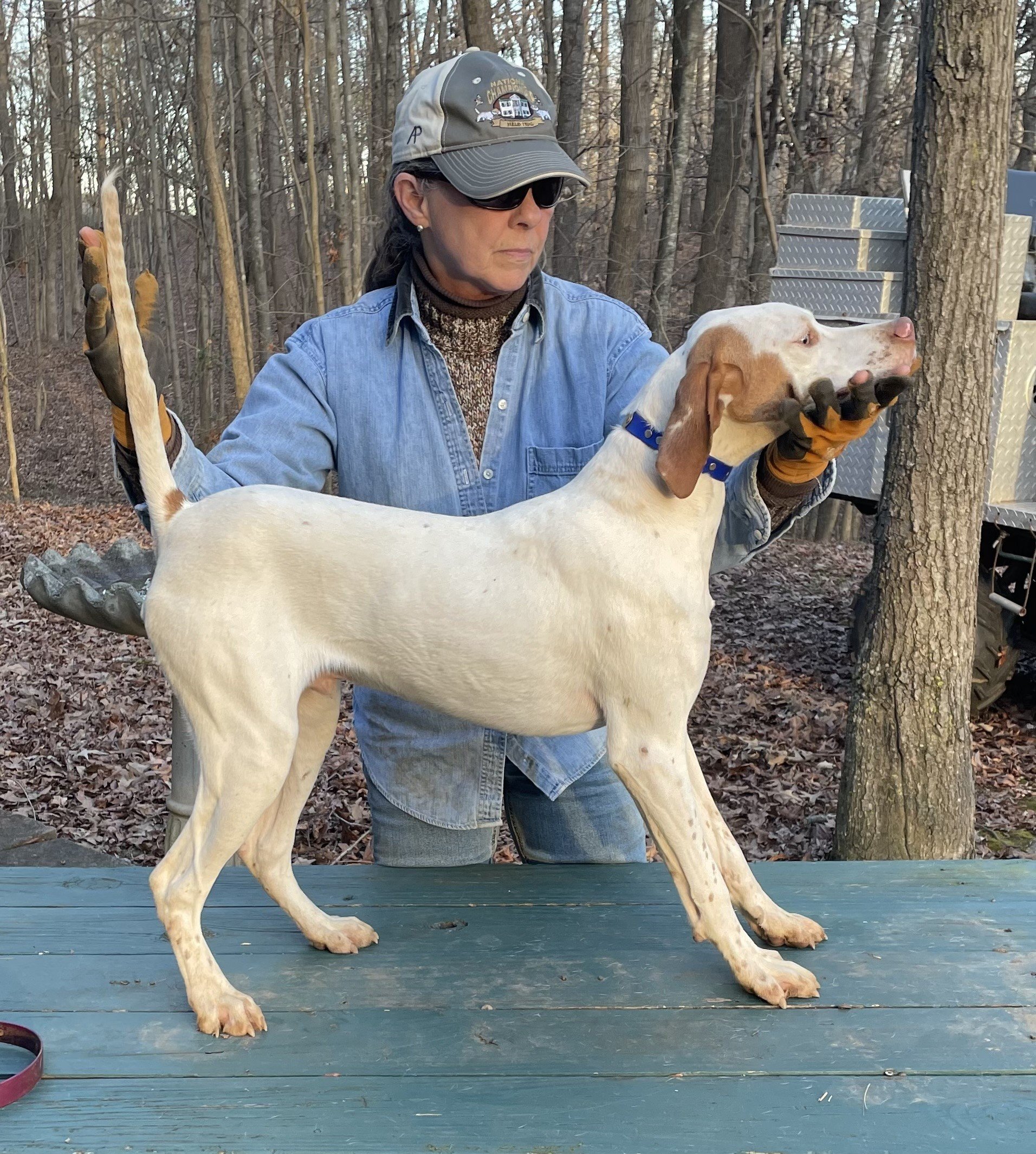 English Pointer