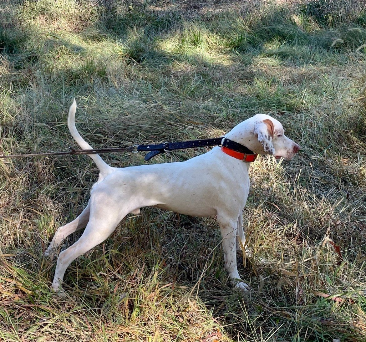 English Pointer