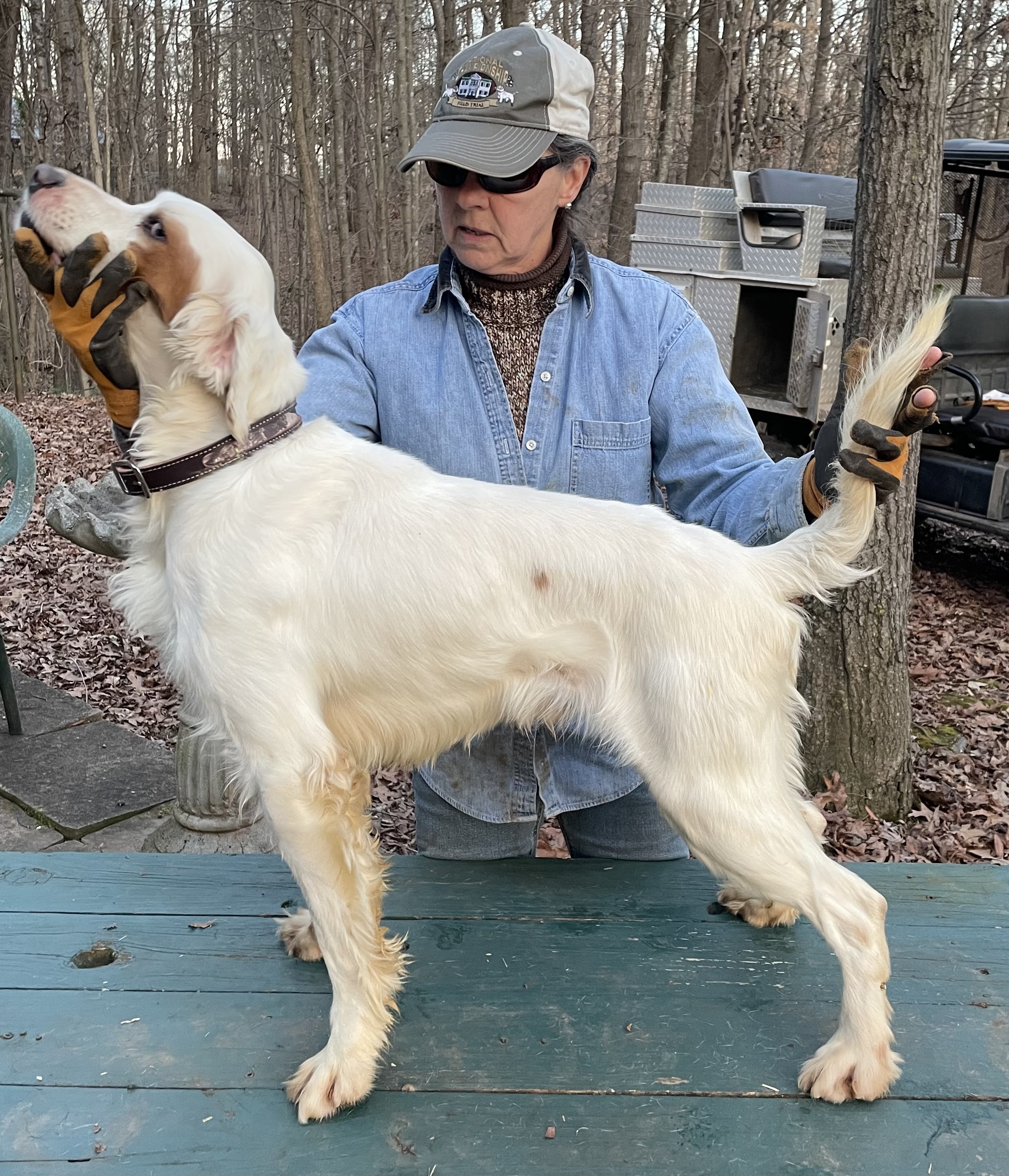 English Setter