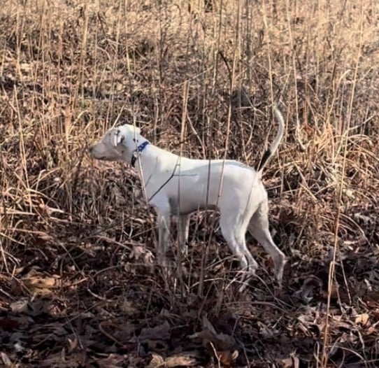 English Pointer