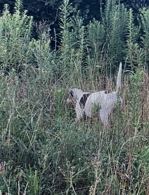 English Pointer