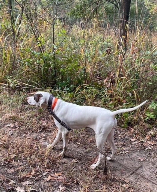 English Pointer