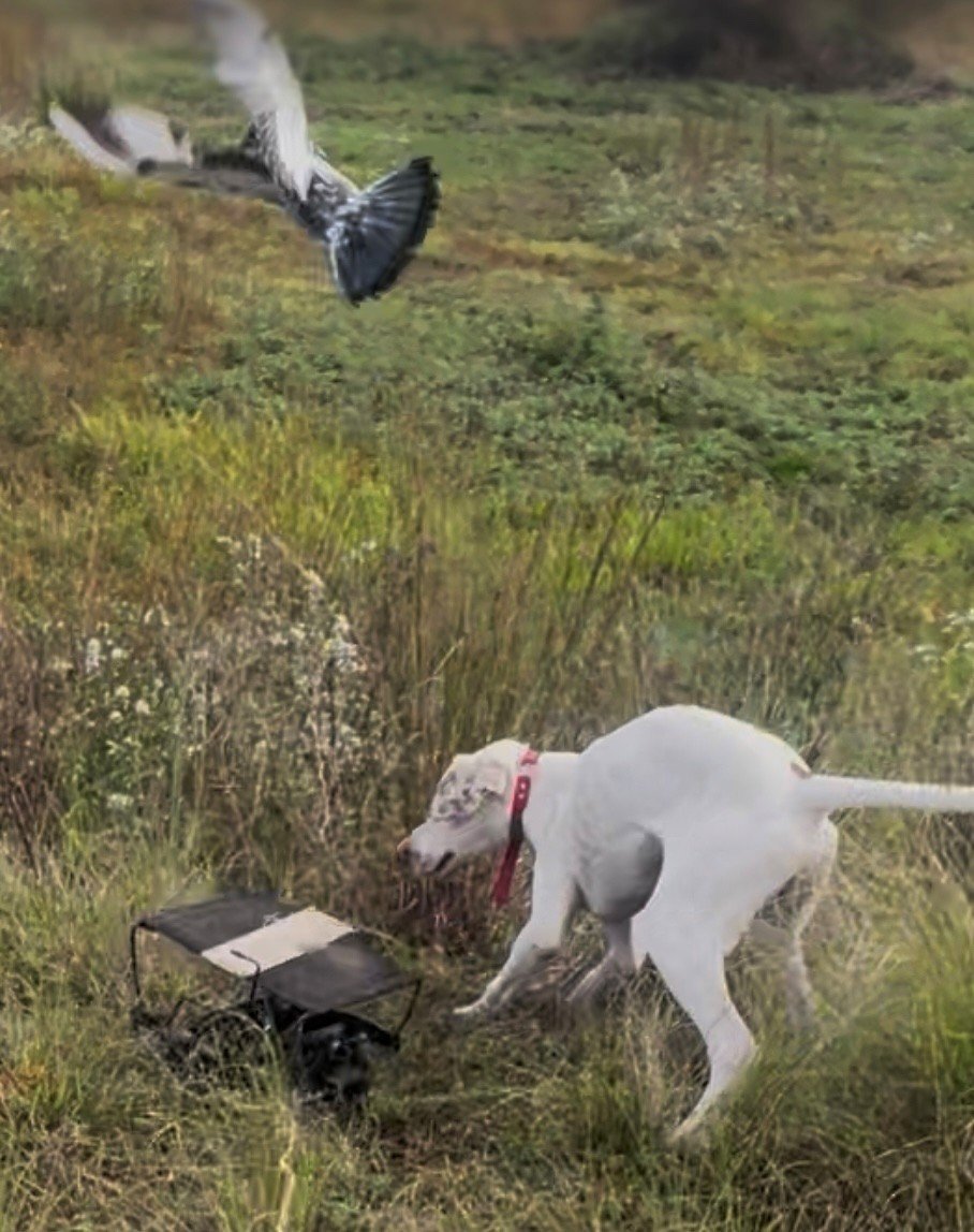 English Pointer