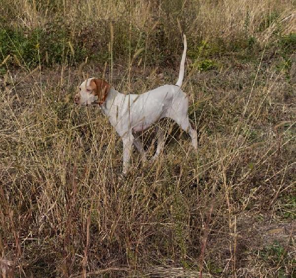 QUICKMARKSMANS EXCAL CLEO English Pointer