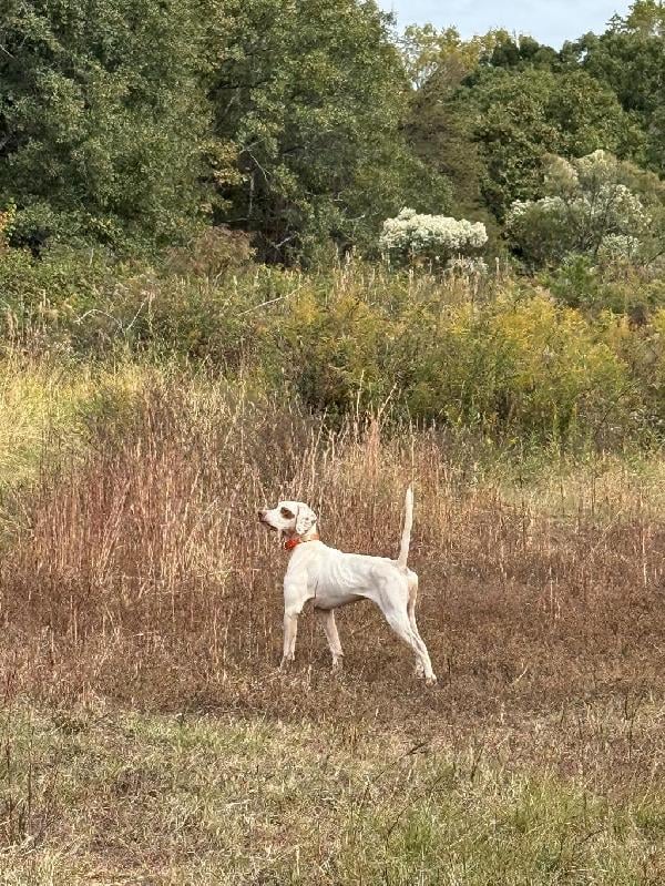 English Pointer