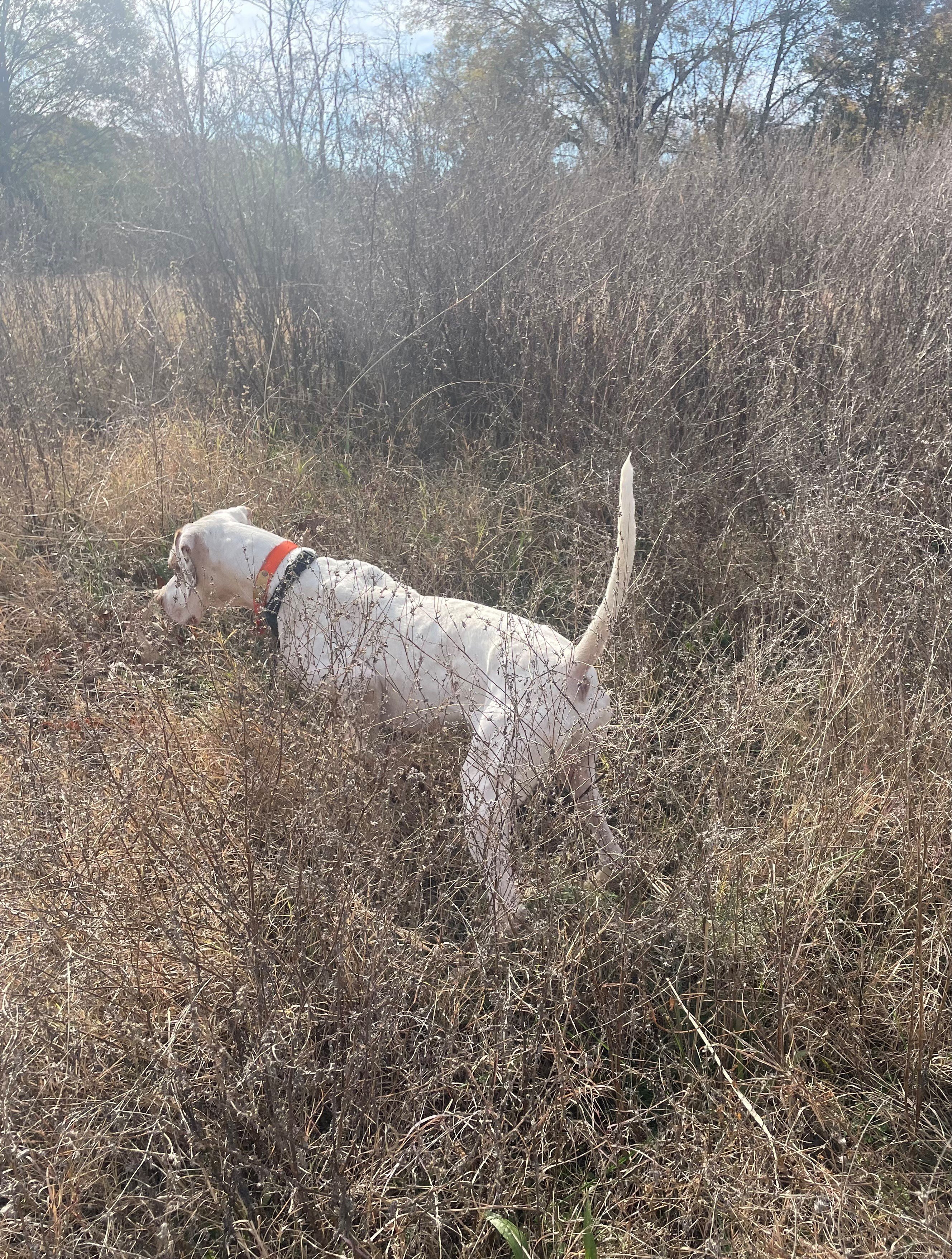 QUICK MARKSMANS SARGE English Pointer