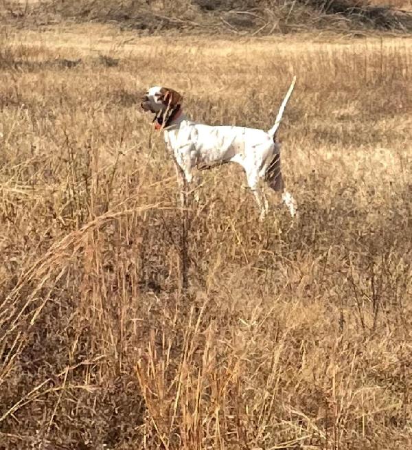 English Pointer