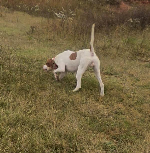 English Pointer