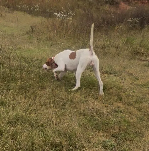 SAM English Pointer
