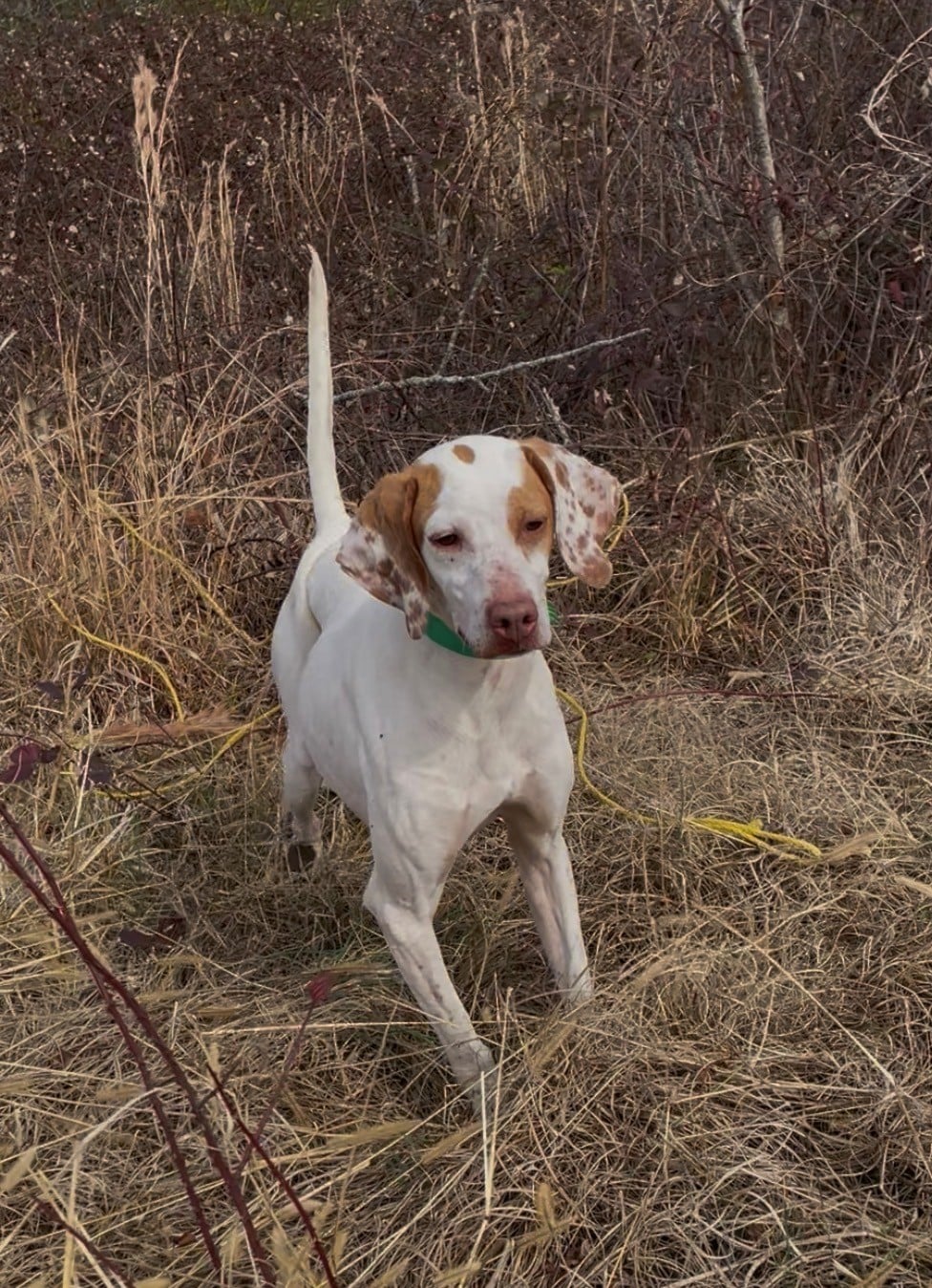 English Pointer