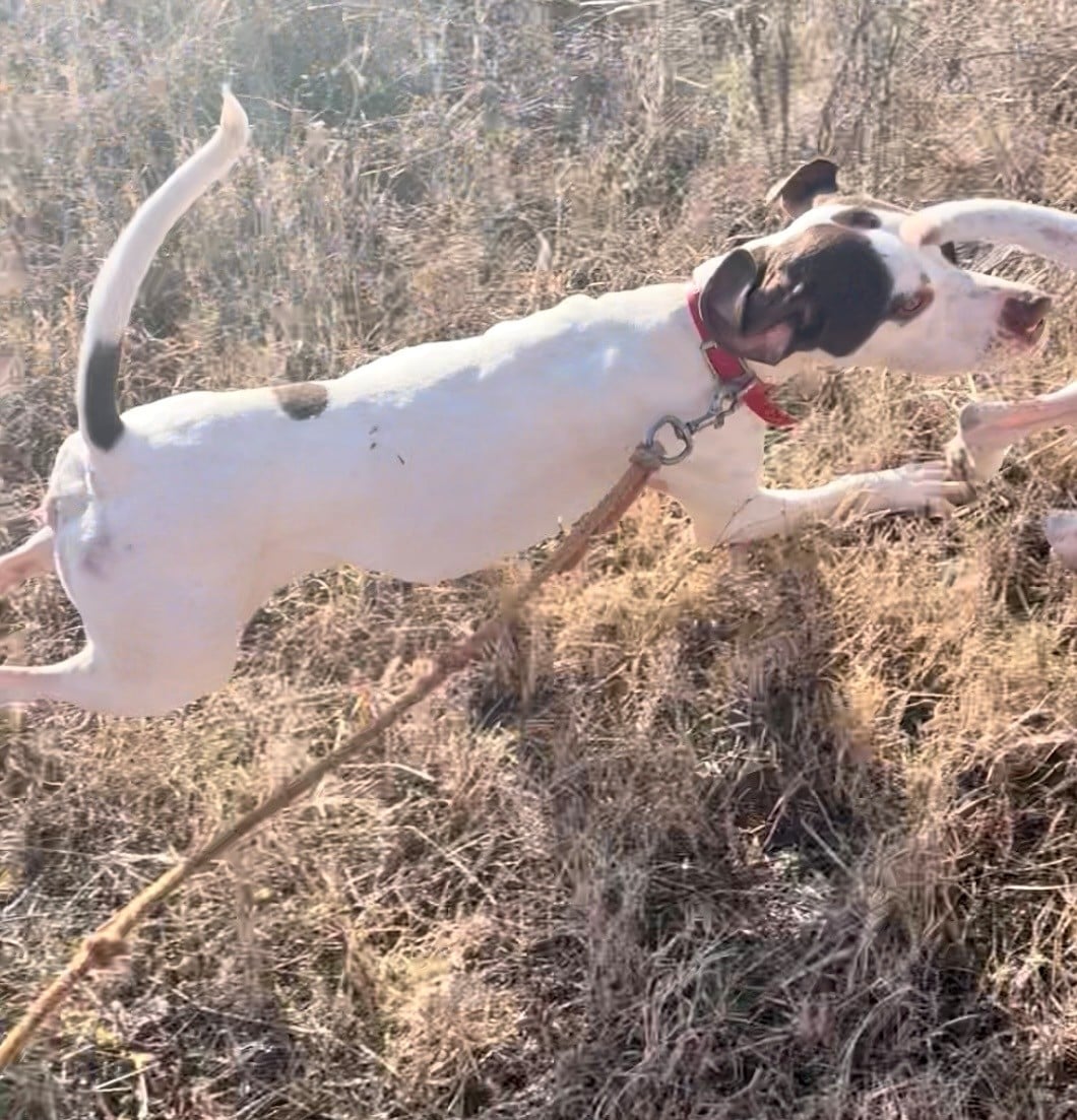English Pointer