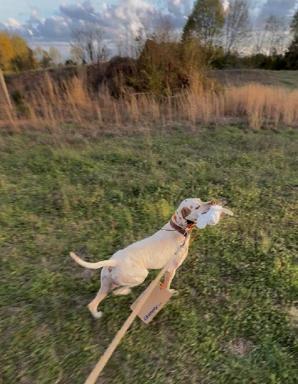 EP Sarge Retrieve.jpg