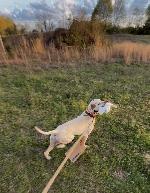 EP Sarge Retrieve.jpg