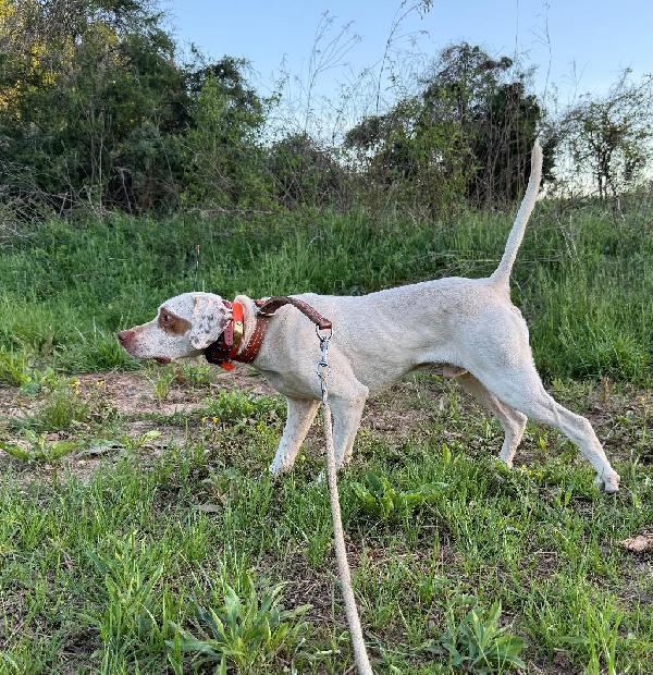 English Pointer