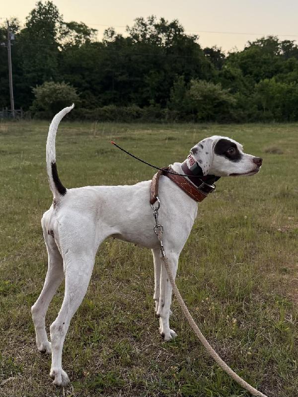 English Pointer