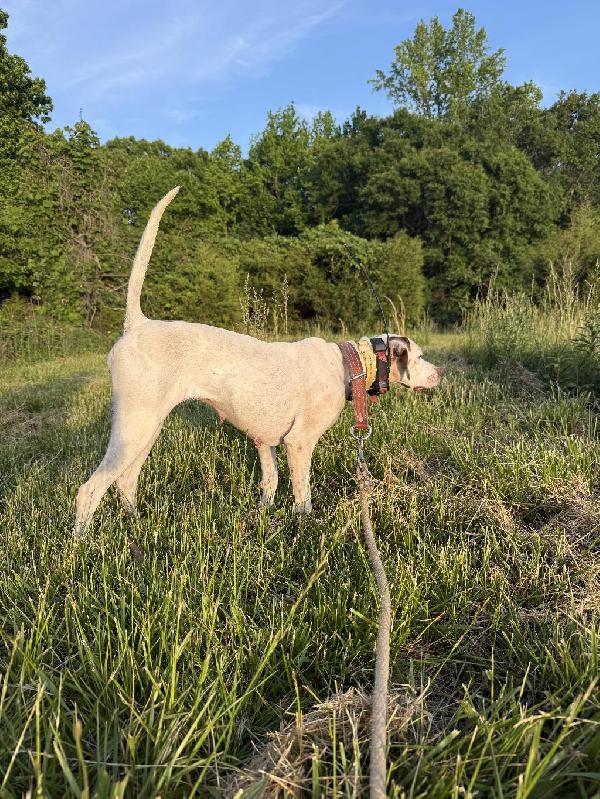 English Pointer