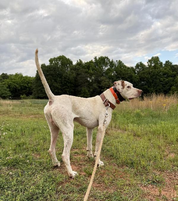 English Pointer