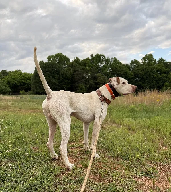 QUICK MARKSMANS SARGE English Pointer
