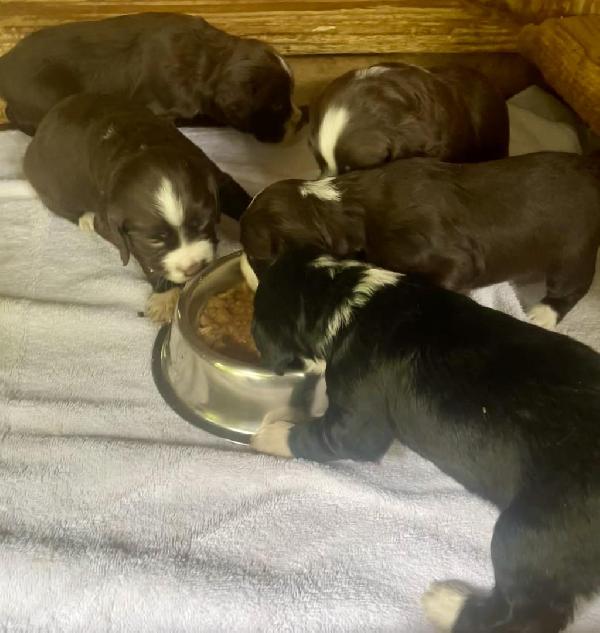 ENGLISH COCKER SPANIELS