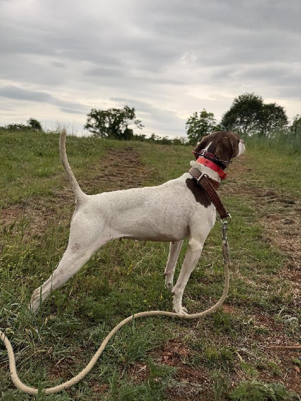 English Pointer