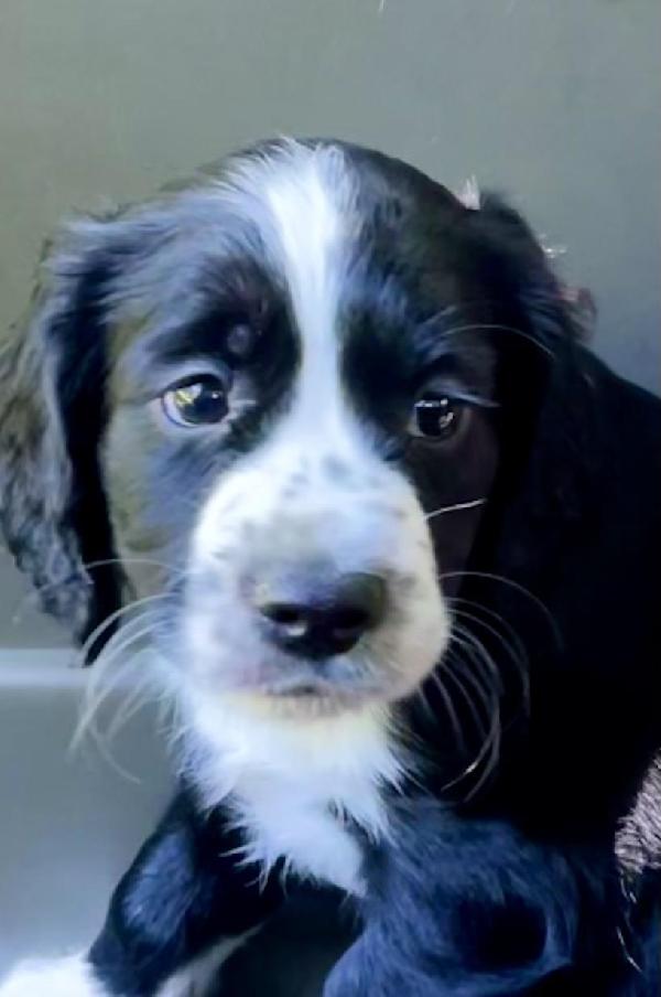English Cocker Spaniel