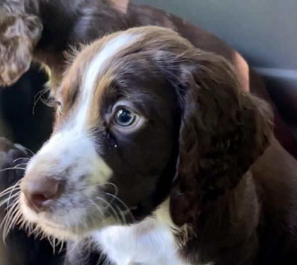 English Cocker Spaniel