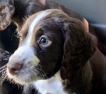 ENGLISH COCKER SPANIEL