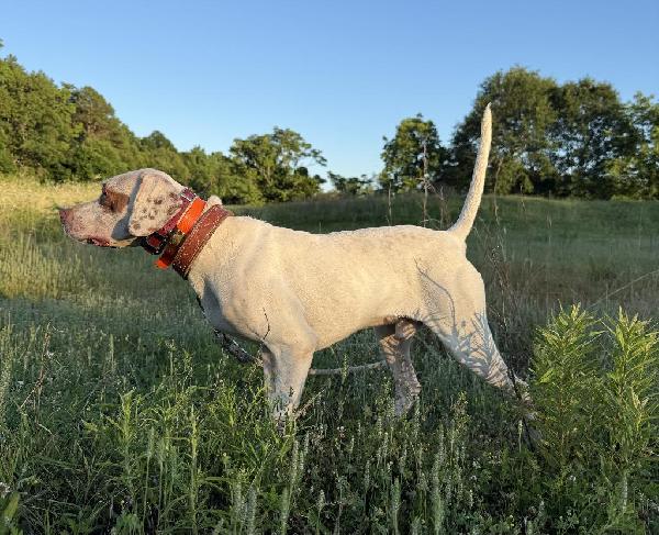 English Pointer