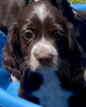 English Cocker Spaniel