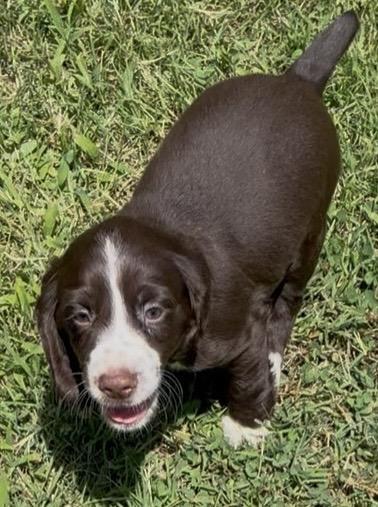 ENGLISH COCKER SPANIEL FEMALE VACCINATED