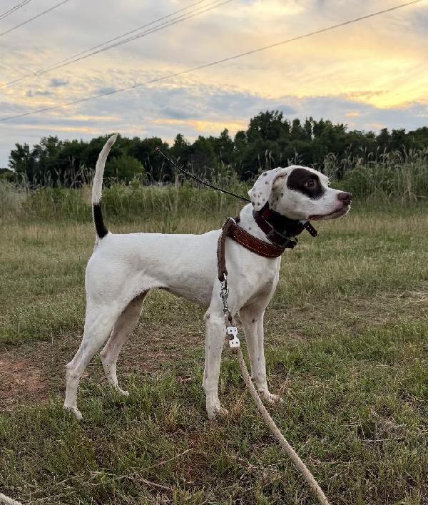 English Pointer