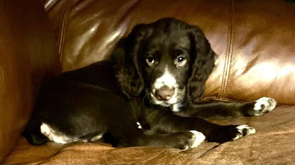 English Cocker Spaniel