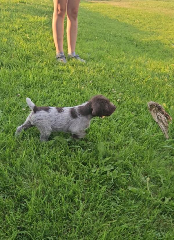 Wirehaired Pointing Griffon