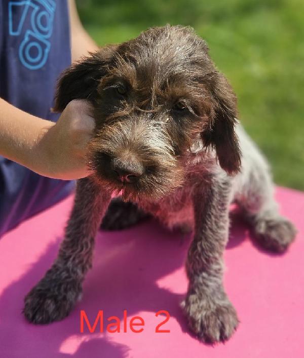 Wirehaired Pointing Griffon