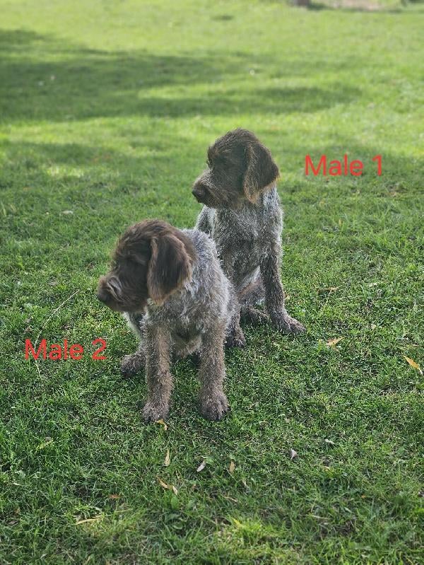 Wirehaired Pointing Griffon