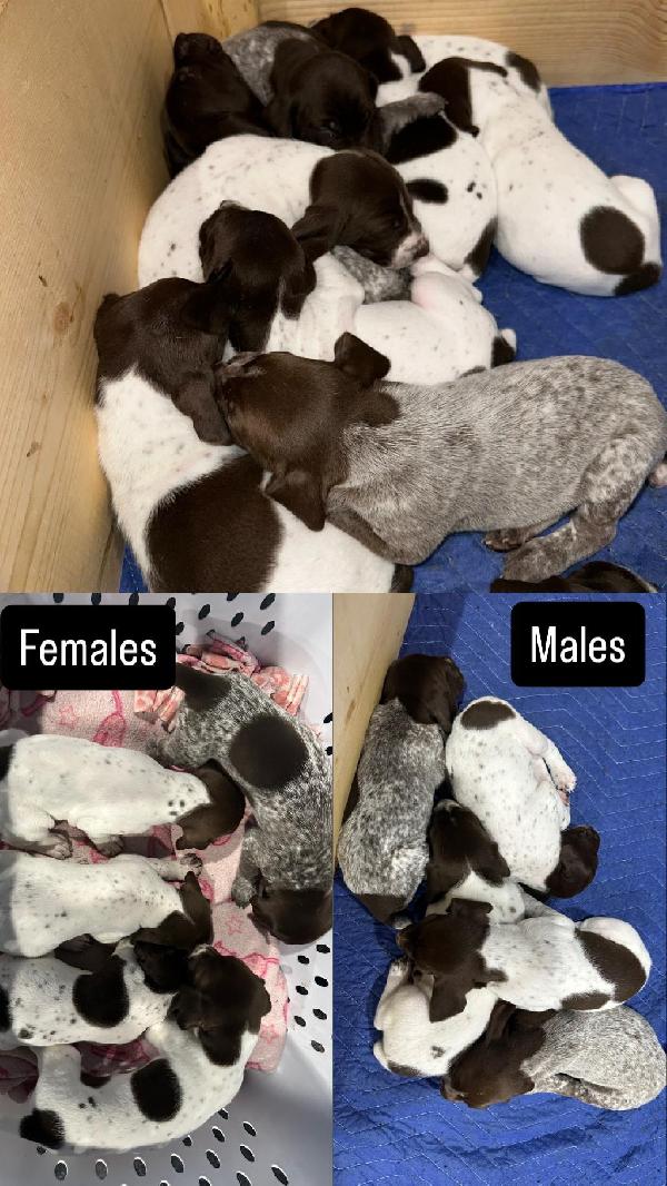 German Shorthaired Pointer