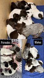 GERMAN SHORTHAIRED POINTER PUPS FOR SALE