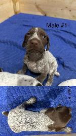 IMG_8295.jpeg