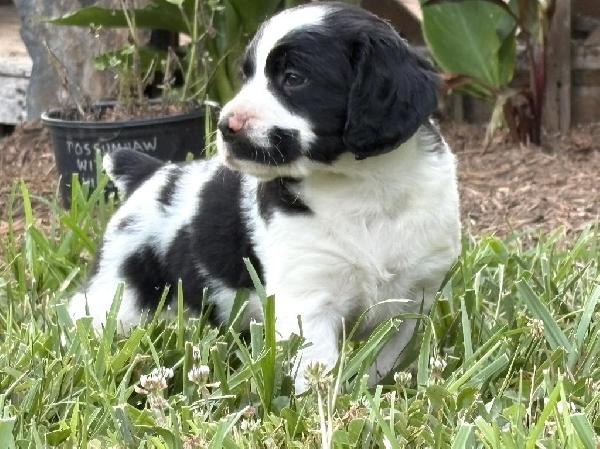 American Brittany