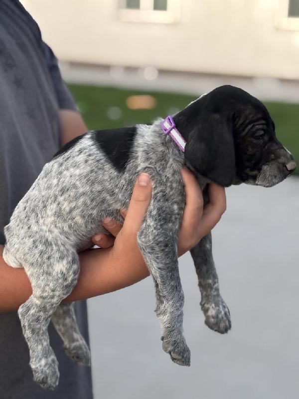 German Wirehaired Pointer