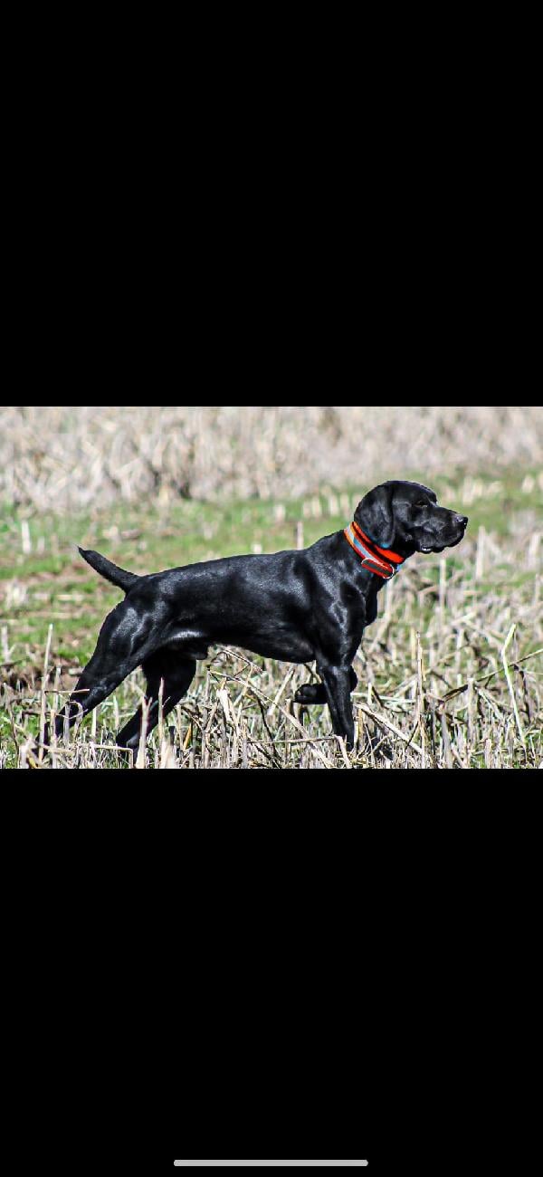 German Shorthaired Pointer