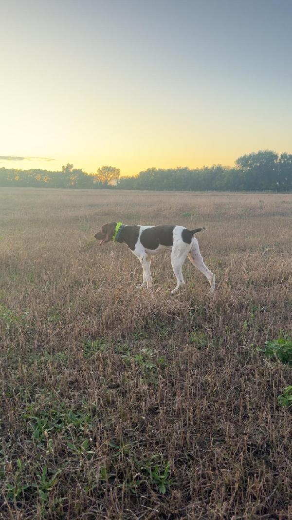 German Shorthaired Pointer